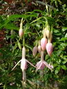 گوشواره